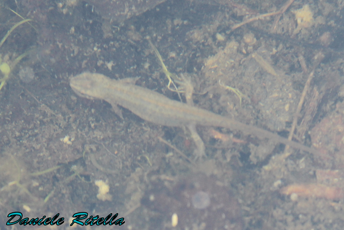 Lissotriton vulgaris meridionalis: reportage fotografico!